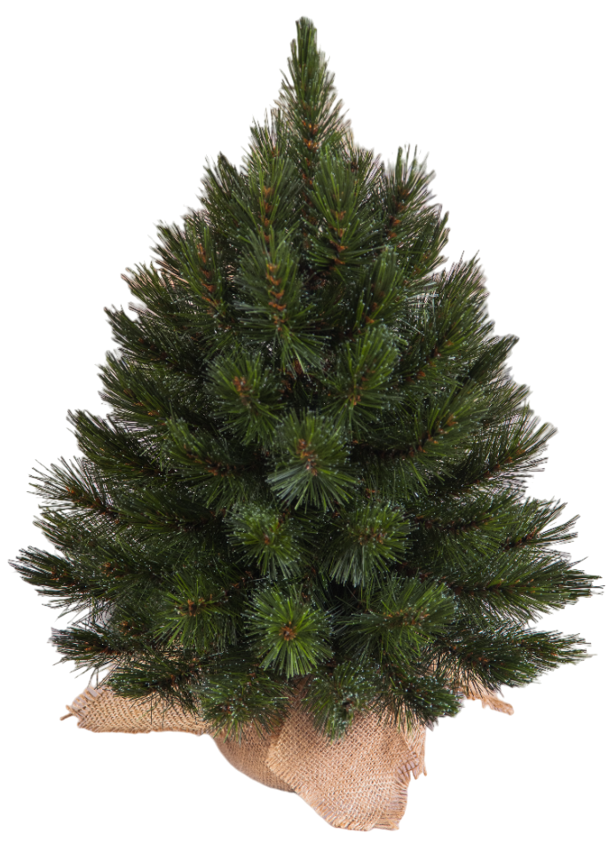 Ель Triumph Tree Лесная красавица в мешочке, 45см