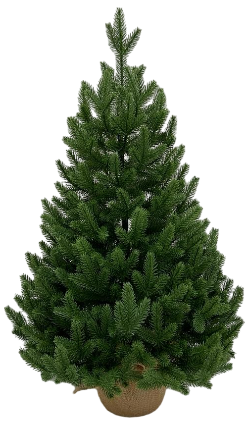 Ель Triumph Tree Баварская в мешочке, 90см