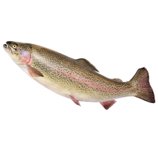 Форель радужная живая, ~600г