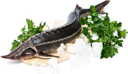 Изображение товара Осетр живой 0.6-1 кг свежий для приготовления блюд аквакультура