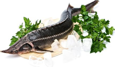 Осетр живой, ~650г