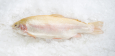 Форель янтарная потрошеная с головой охлажденная, ~1-2кг
