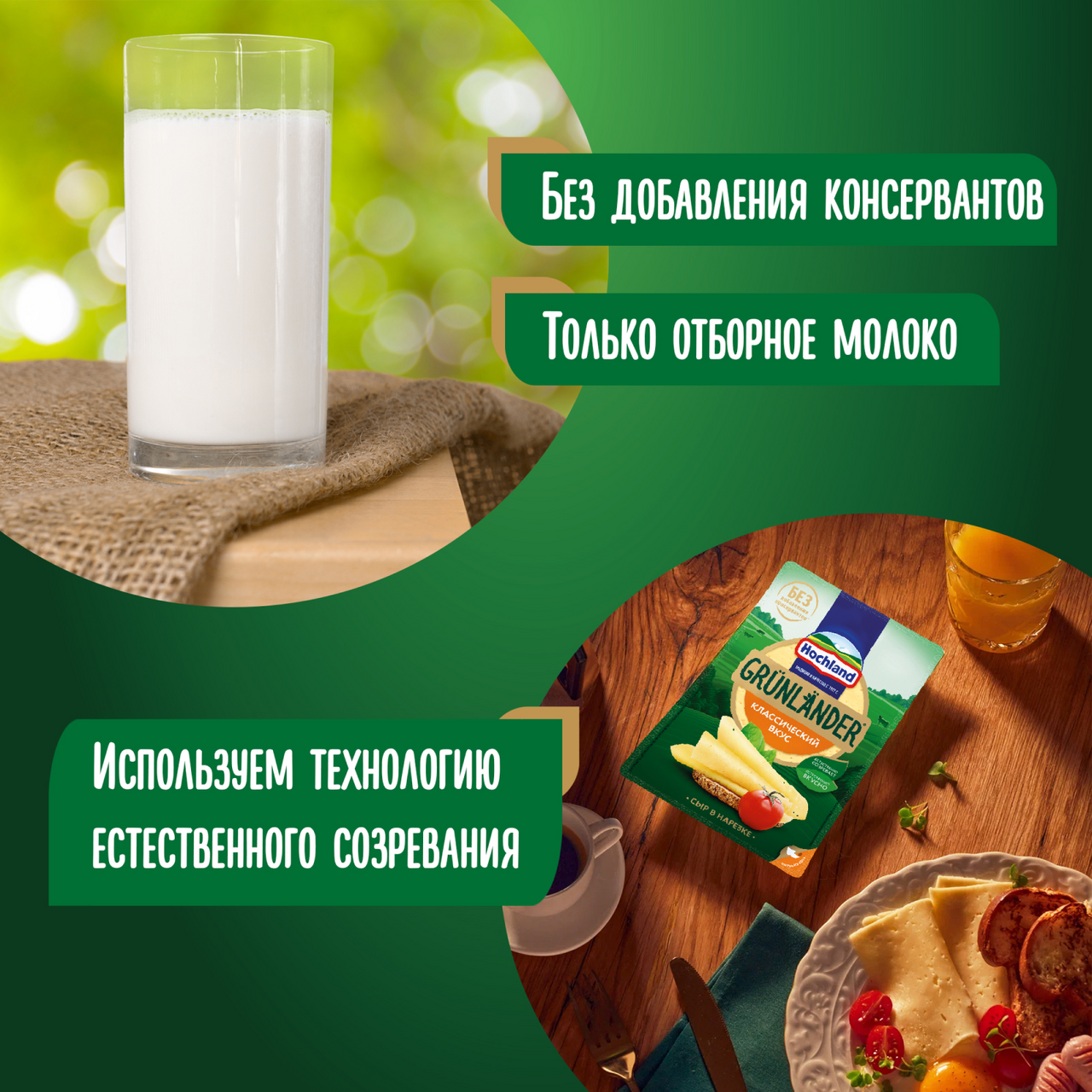 Хохланд грюнландер. Хохланд грюнландер