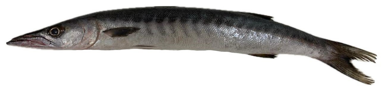 Барракуда неразделанная охлажденная, ~1-3кг