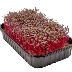 Микрозелень амаранта красного, 300г