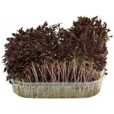 Микрозелень горчицы красной, 300г
