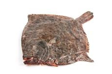 Калкан Черноморский непотрошеный, ~2-3кг