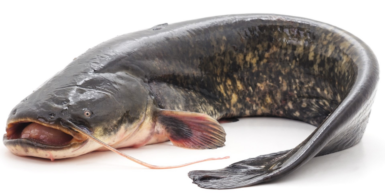 Сом мраморный потрошеный без головы охлажденный