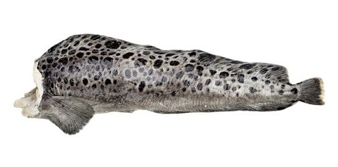 Изображение товара Зубатка пестрая потрошеная без головы охлажденная ~1 кг России