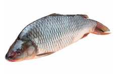 Карп с головой непотрошеный охлажденный, ~1кг