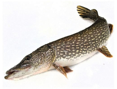 Щука с головой непотрошеная охлажденная, ~1кг