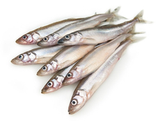 Корюшка средняя 10+, ~1кг