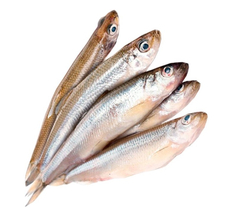 Корюшка крупная 15+, ~1кг