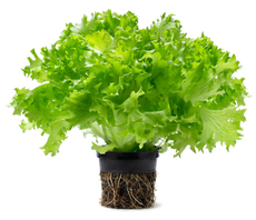 Салат Саланова кудрявый в горшочке