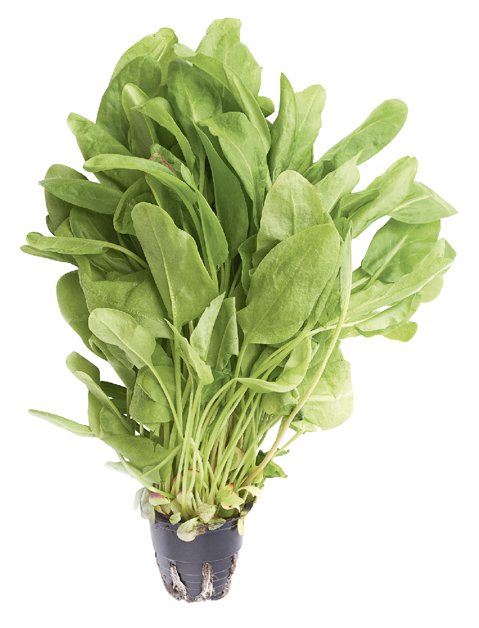 Салат Шпинат в горшочке