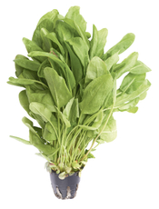 Салат Шпинат в горшочке