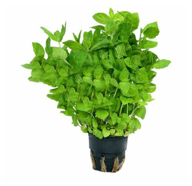 Мята свежая, 50г