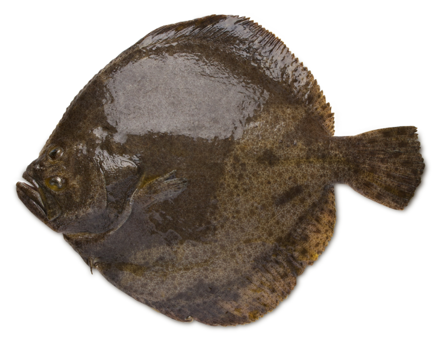 Тюрбо неразделанная 1/2, ~1.5кг