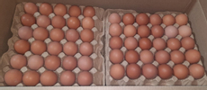 Яйцо куриное пищевое С2, 360шт