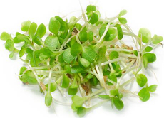 Микрозелень Органиксила цикорий, 30г