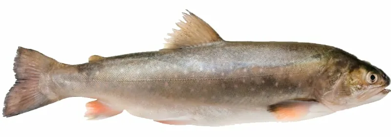 Палия потрошеная с головой охлажденная, ~500г-1.5кг