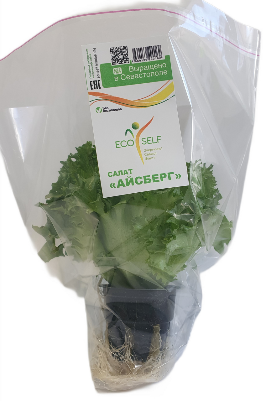 Салат Ecoself Айсберг в горшочке, 100г