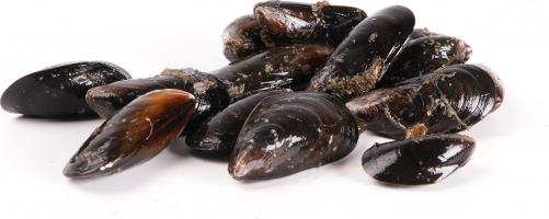 Изображение товара Мидии Беломорские свежие неочищенные 1 шт натуральный морепродукт