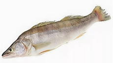 Рыба Судак потрошеный с головой, ~500г