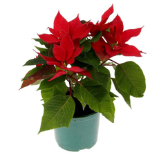 Пуансеттия d12
