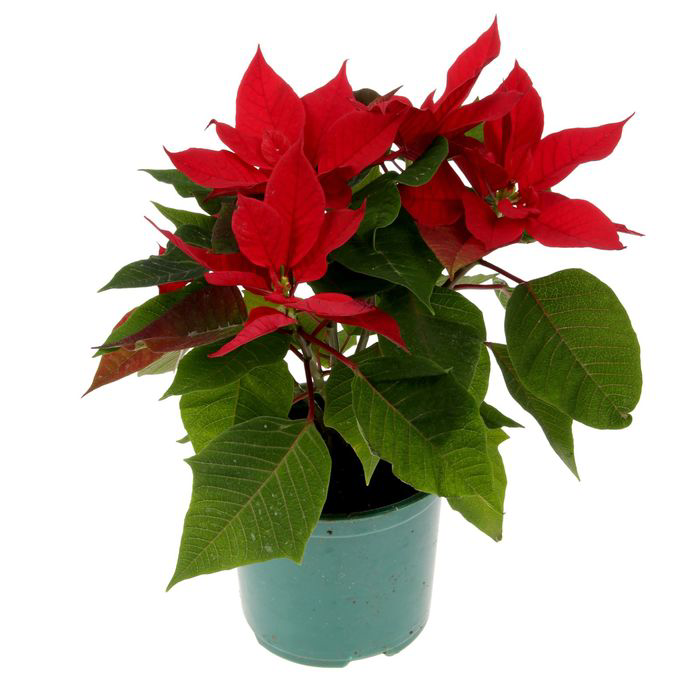 Пуансеттия d12