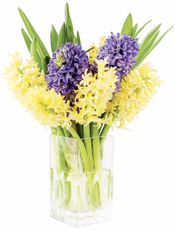 Цветковое растение Гиацинт