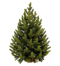 Ель в мешочке Treedeluxe зеленая 100% литая, 60см