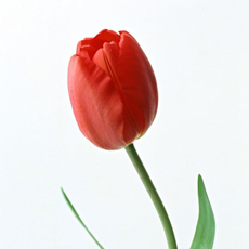 Цветы Тюльпаны