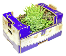 Микрозелень подсолнечник, 60г