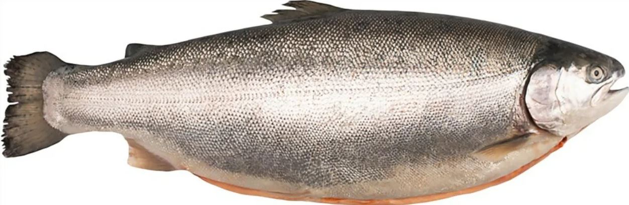 Форель морская охлажденная, ~5-6кг