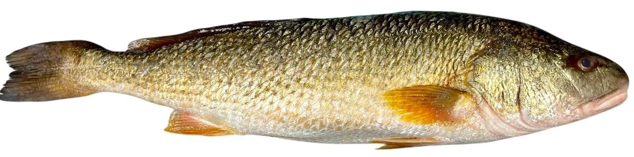 Горбыль красный, ~800г