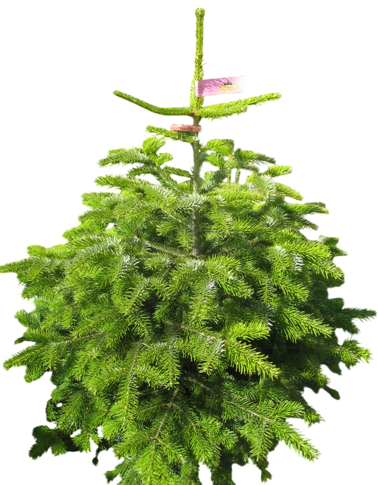 Пихта Нордманская, 75-100см