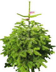 Пихта Нордманская, 75-100см