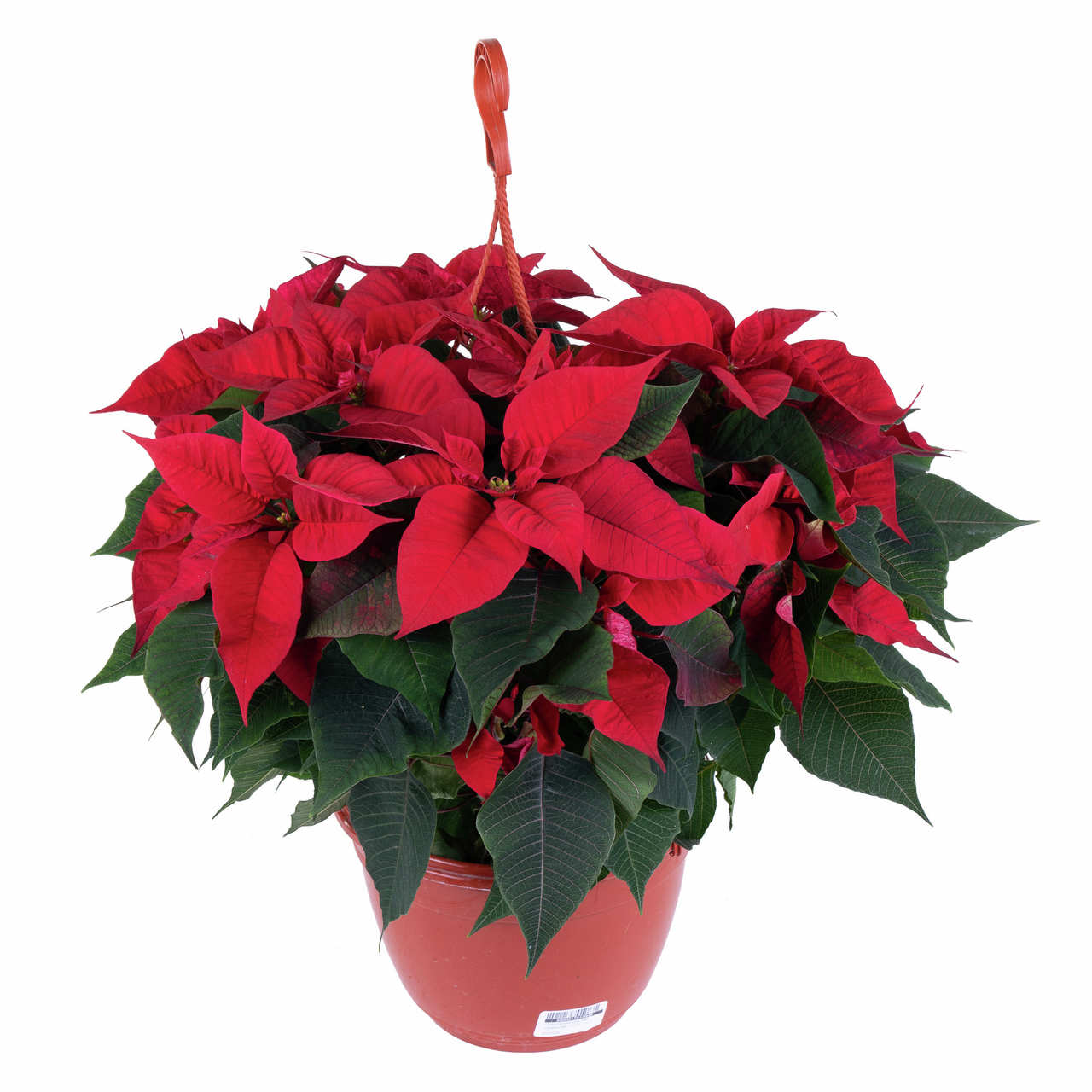 Пуансеттия 3 черенка, 22см