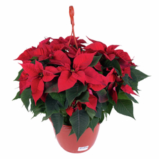 Пуансеттия 3 черенка, 22см