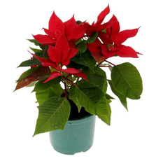 Пуансеттия красная, 12см