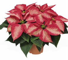 Пансеттия розово-белая, 12см