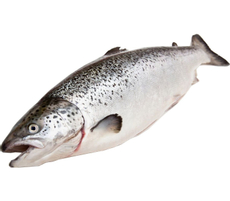 Лосось Чили охлажденный, ~4-5кг