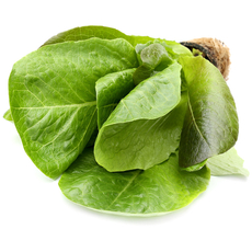 Салат Ромэн в горшочке, 100г