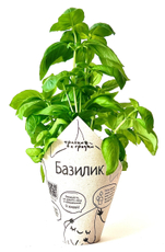 Базилик зеленый Травки с грядки в горшочке
