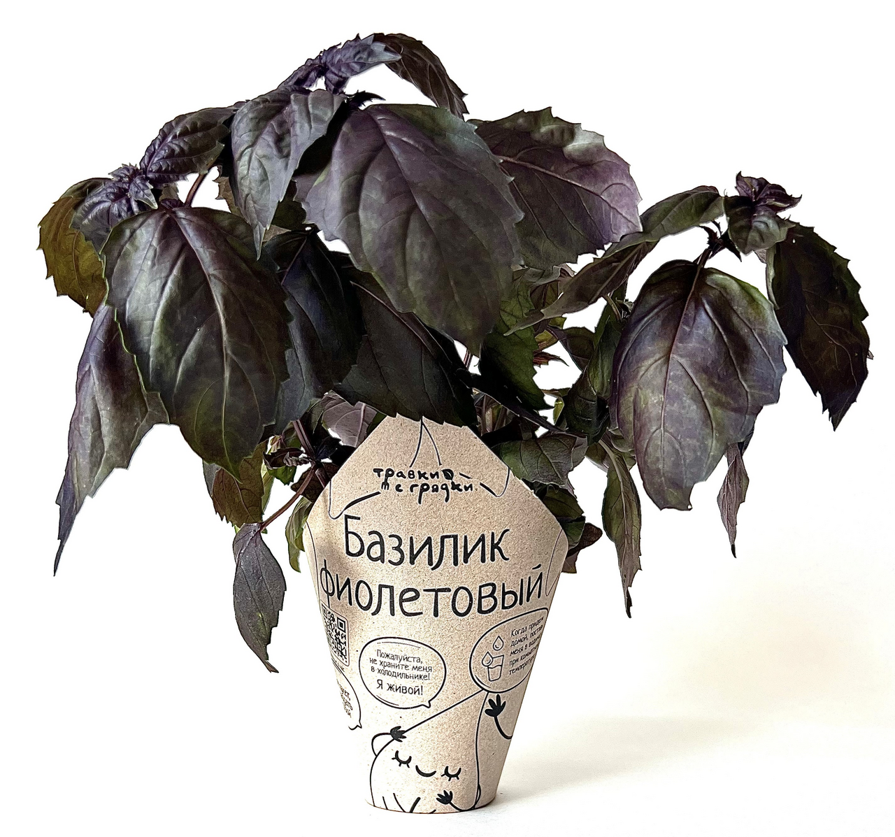 Базилик фиолетовый Травки с грядки в горшочке