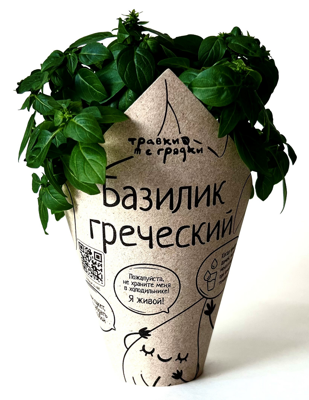 Базилик греческий Травки с грядки в горшочке