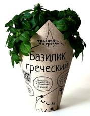Базилик греческий Травки с грядки в горшочке