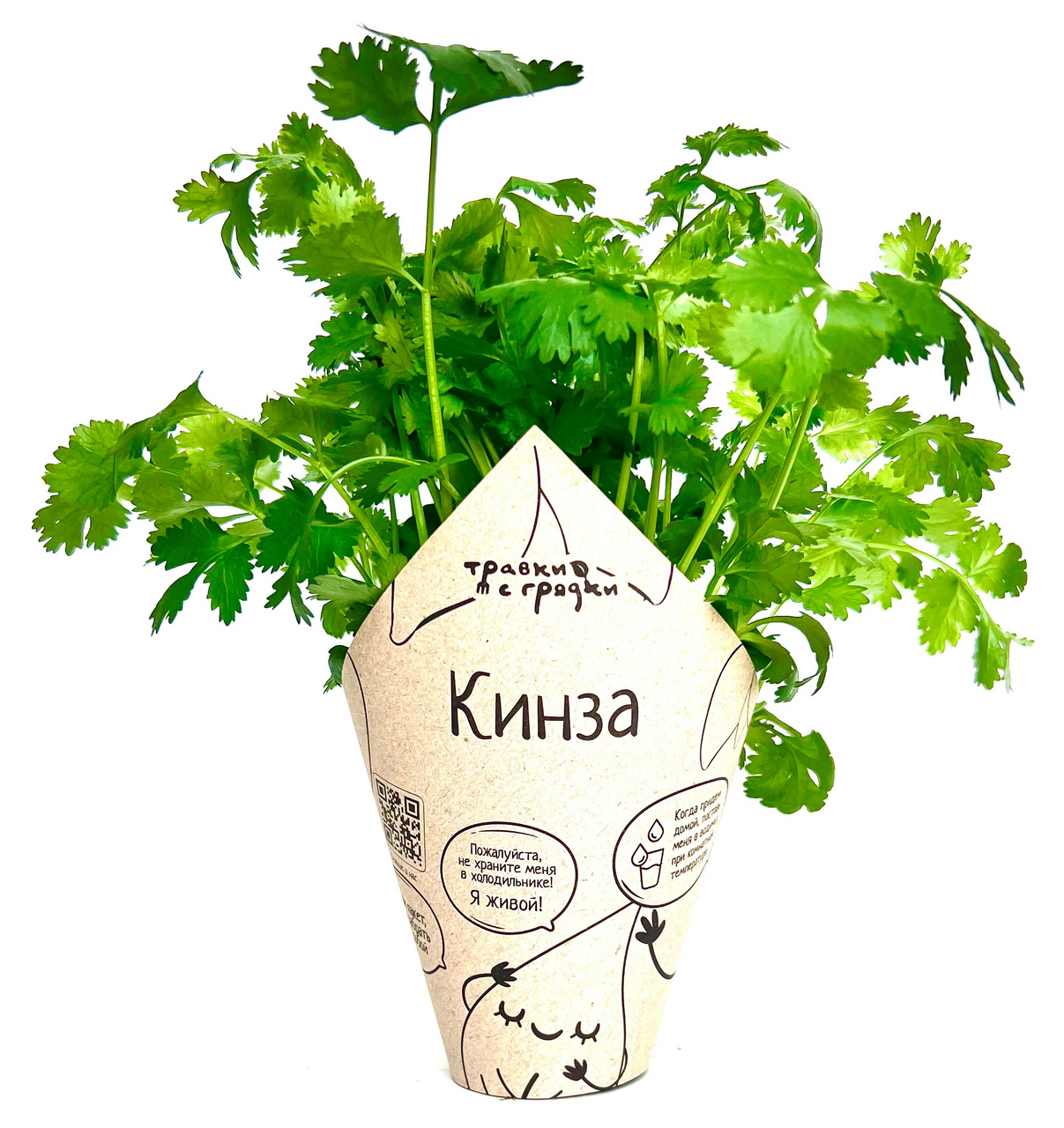 Кинза Травки с грядки в горшочке