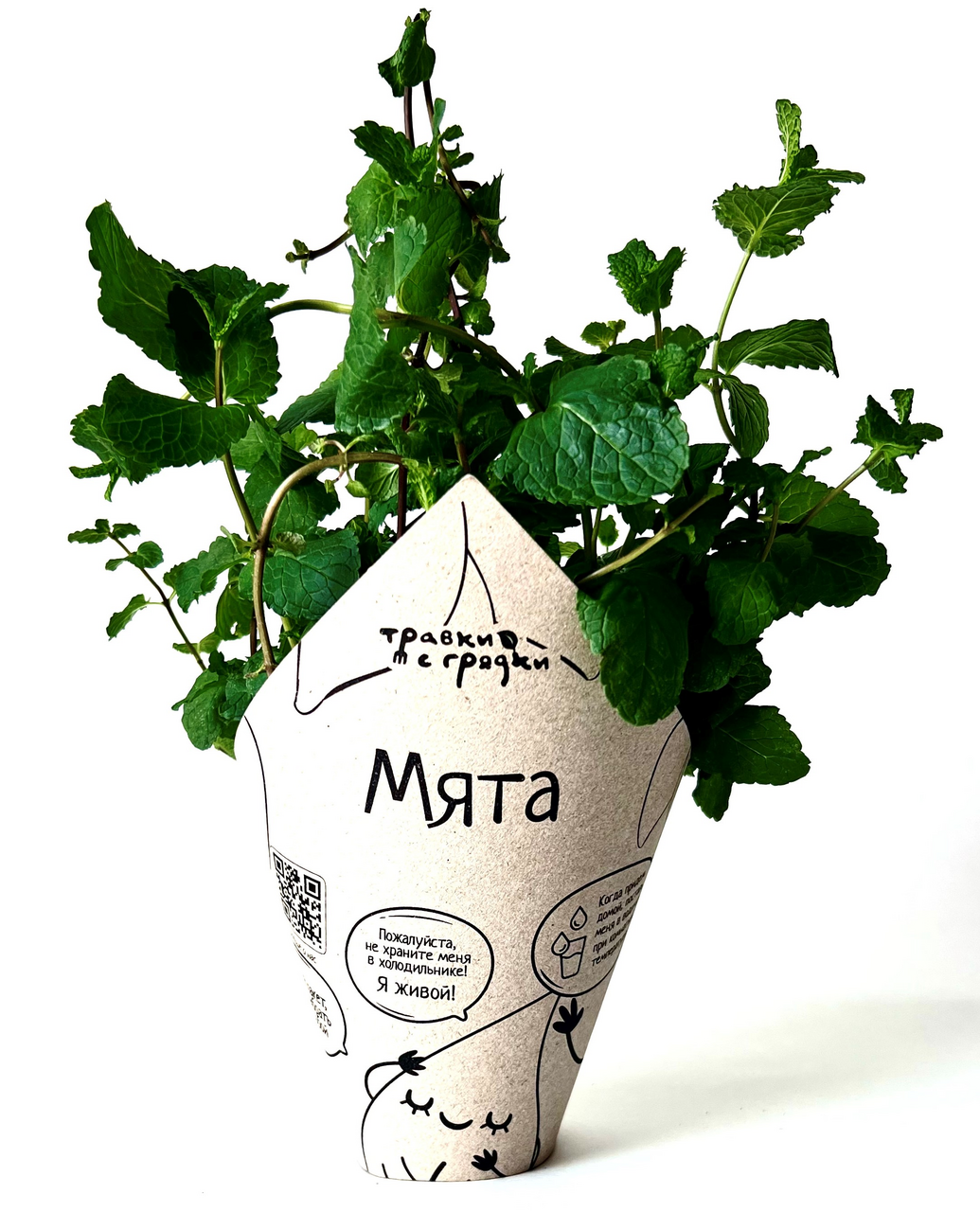 Мята Травки с грядки в горшочке